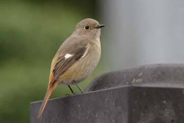 かわいい顔をしているジョウビタキのメス