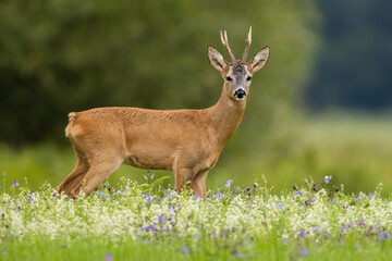 Roe deer, capreolus capreolus, looking to the camera on meadow in summer. Roebuck standing in wildflowers form side. Male mammal staring on pasture.