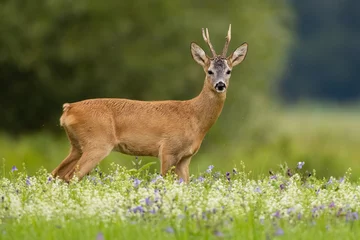 Foto auf Acrylglas Roe deer, capreolus capreolus, looking to the camera on meadow in summer. Roebuck standing in wildflowers form side. Male mammal staring on pasture. © WildMedia