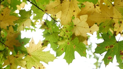 Yellow autumn maple leaves tree branch. Golden fall leaf in forest or woods. Grove thicket low angle view in september, october or november. Leafage in park from below. Seasonal foliage in woodland.