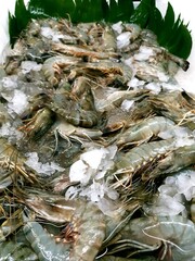 Shrimp with ice to keep it fresh