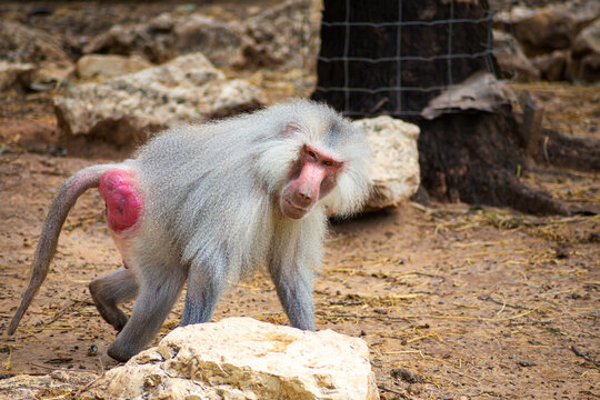 baboons in the zoo and they daily routine