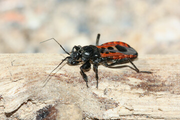 Peirates stridulus is a bug of the family Reduviidae 