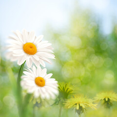 Abstract natural backgrounds with chamomile and dandelion flowers