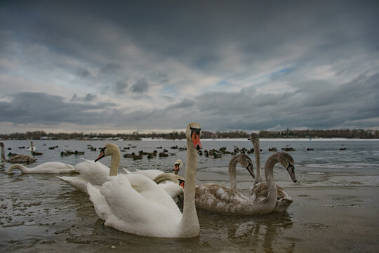 Swan lake. Birds at the winter