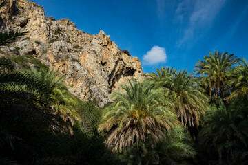 Fototapeta na wymiar Palm trees under the cliff in the morning sun under the blue sky