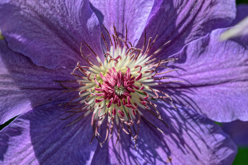 Closeup bright purple flowers of Clematis shrubby plant.