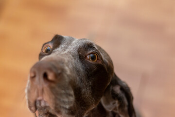 retrato de perro marrón de pelo corto, con primer  plano de sus ojos marrones , con gran...