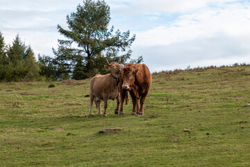 Fototapeta premium couple of cows in the bush on a green meadow