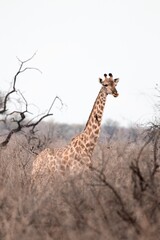 giraffe in the savannah