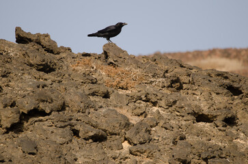 Canary Islands raven Corvus corax canariensis. Montana Clara. Integral Natural Reserve of Los Islotes. Canary Islands. Spain.