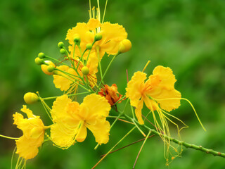 yellow flower, beautiful nature