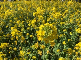 Rape blossoms in the rape field