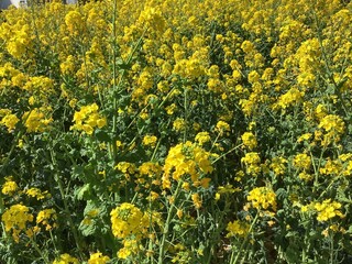 Rape blossoms in the rape field