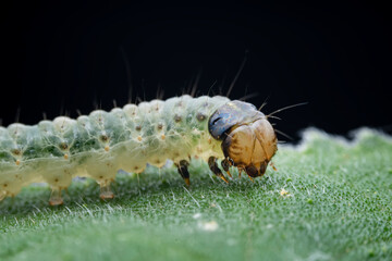 Lepidoptera larvae in the wild, North China