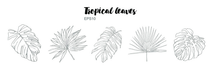 Vector hand drawn tropical plants. Tropical collection. Palm beach tree jungle botanical leaves. Template design for sail, wedding save date, valentine, party, holiday decor in sketch style.