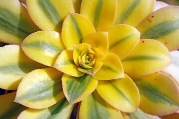 Close up of succulent plants in a greenhouse, North China