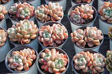 Close up of succulent plants in a greenhouse, North China