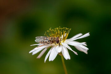 Syrphidae live on plants in North China