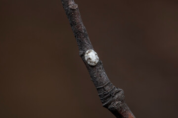 Scale insects inhabit branches in North China
