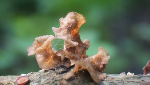 ear fungus sticks to rotten trees. Ear fungus (Auricularia auricula) is a group of jelly fungi belonging to the class Basidiomycota and has a unique jelly texture.