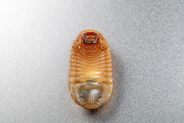 Grub, the larva of a Coleoptera insect