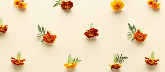 Composition with many beautiful marigold flowers on light background