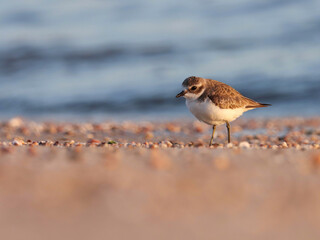 Lesser sand plover on the beach. Charadrius mongolus. The lesser sand plover is a small wader in the plover family of birds.