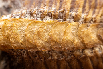 Mantis egg sheath texture, close-up photo