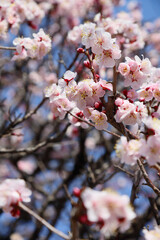 Soft pink cherry petals. Against a blue sky.