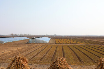 Winter wheat began to turn green on the farm, North China