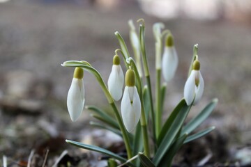 the first white snowdrop flowers bloomed in early spring