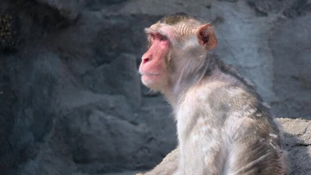 Side View Of Adult Macaque Monkey Looking Afar At Seoul Grand Park Zoo In South Korea. - close up
