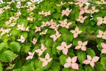 満開ヤマボウシの花