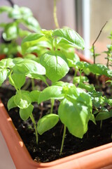 Basil on the terrace