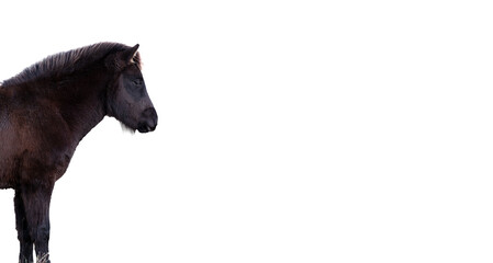 Obraz na płótnie Canvas Profile view of horse against white background
