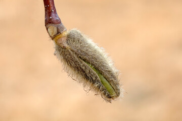 Magnolia flower buds in the wild, North China