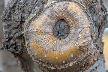 The scarring of trees in a natural state