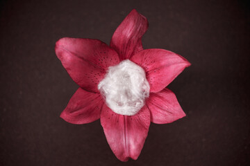 Pink lily on a dark background close-up