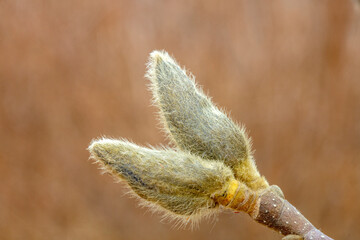 Magnolia flower buds in the wild, North China