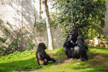 Little gorilla is bored at the zoo