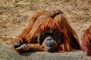 bored pensive orangutan in the open-air zoo