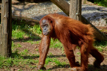 bored pensive orangutan in the open-air zoo