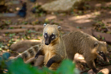 Naklejka premium A nosoha animal in the forest is looking for food