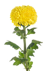Yellow chrysanthemum flower