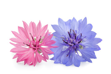 Blue and pink Cornflowers