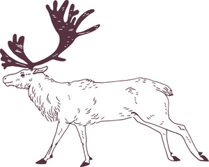 Male Deer with Gorgeous Antlers Line Art Illustration © Good Studio