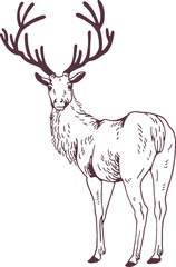 Male Deer or Stag Looking Back Hand Drawn Illustration