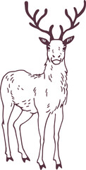 Elegant Male Deer Standing Hand Drawn Illustration