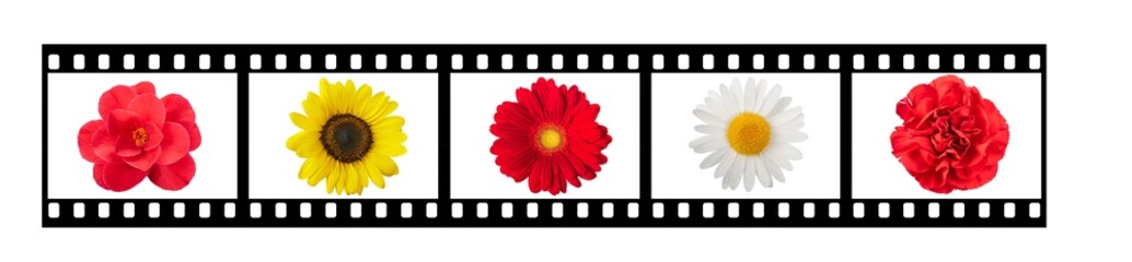 Film streep with flowers
